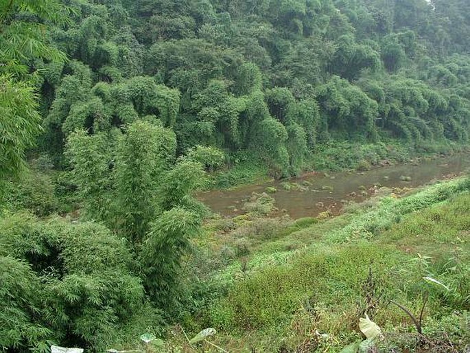 Sečuansko-jünnanská provincie