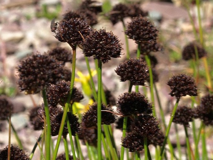 JUNCUS MERTENSIANUS Bong. - sítina / sitina