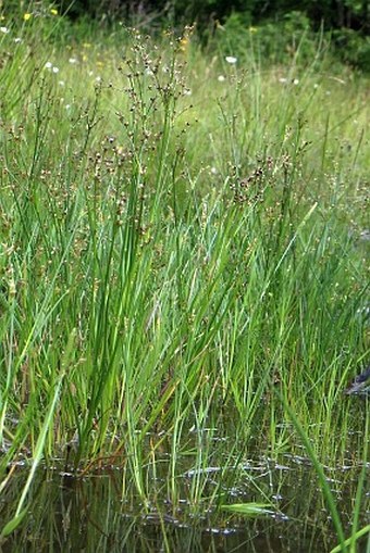 Juncus articulatus