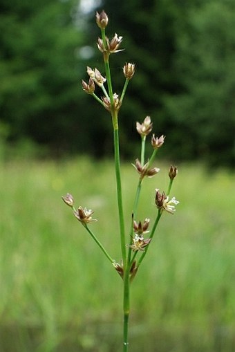 Juncus articulatus