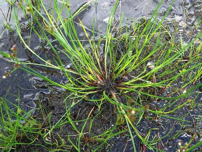 Juncus articulatus