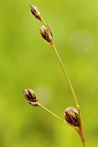 Juncus tenageia