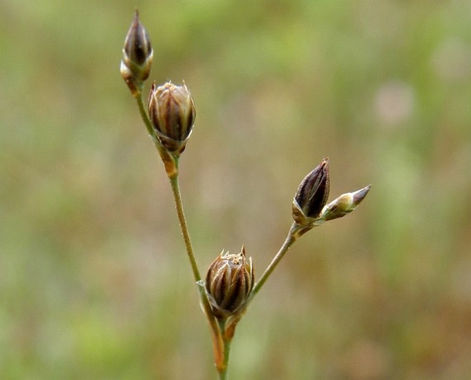 JUNCUS TENAGEIA Ehrh. ex L. f. - sítina rybniční / sitina rybničná