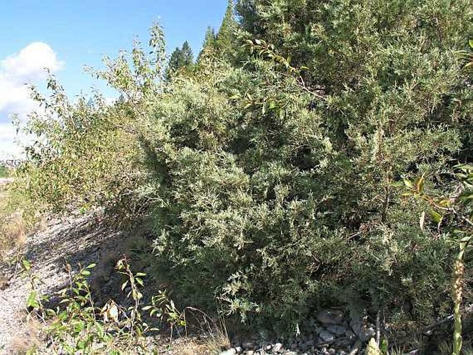 Juniperus scopulorum