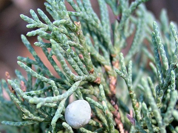 Juniperus scopulorum