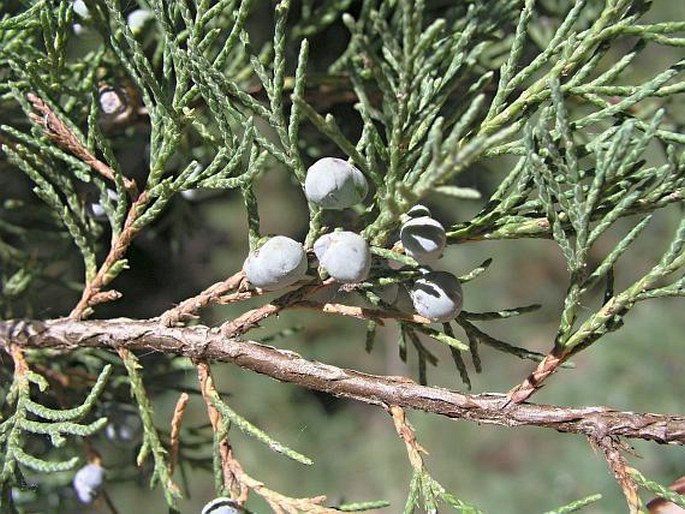 Juniperus scopulorum