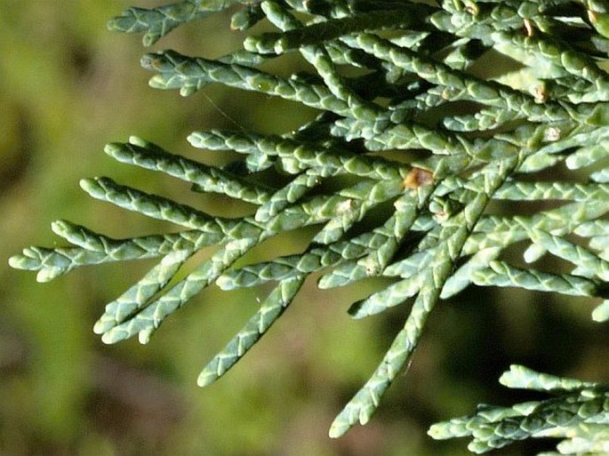 Juniperus scopulorum