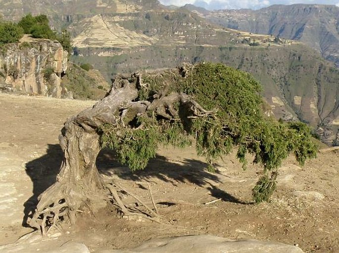 Juniperus procera