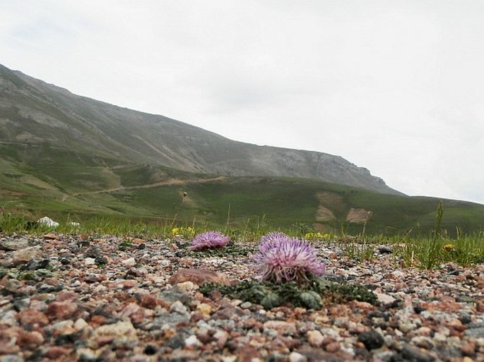 Jurinea moschus subsp. pinnatisecta