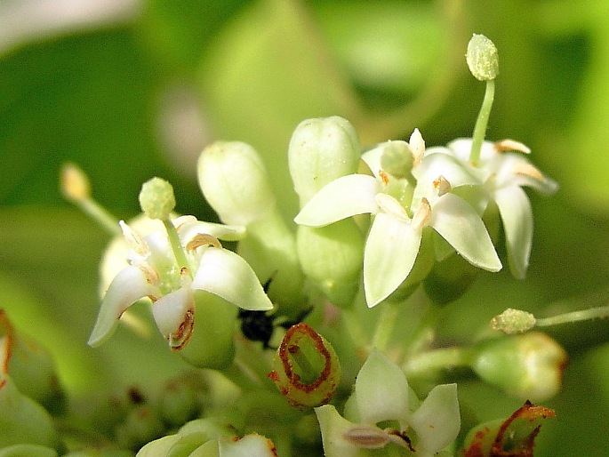 Keetia zanzibarica