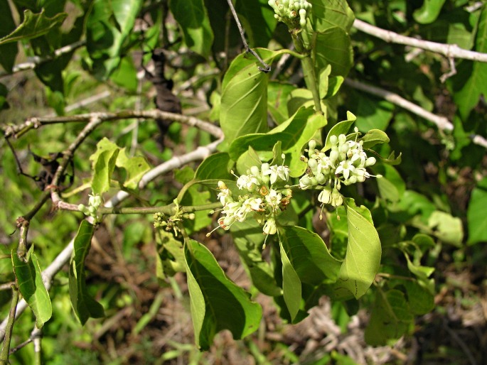 Keetia zanzibarica