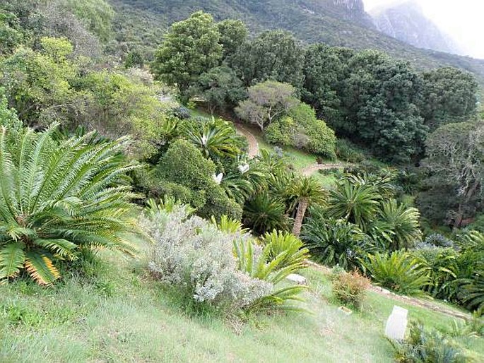 Kirstenbosch