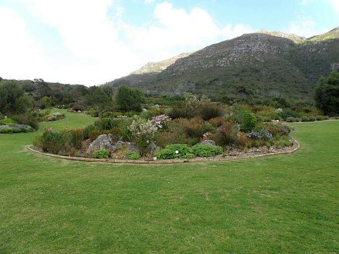 Kirstenbosch