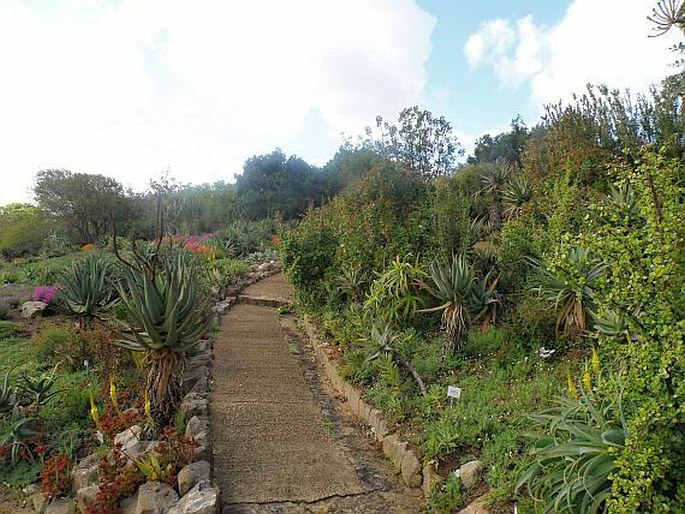 Kirstenbosch