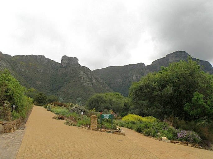 Kirstenbosch