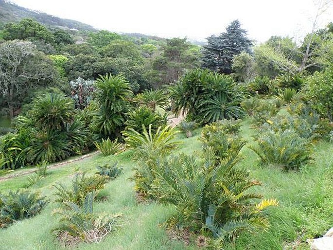 Kirstenbosch