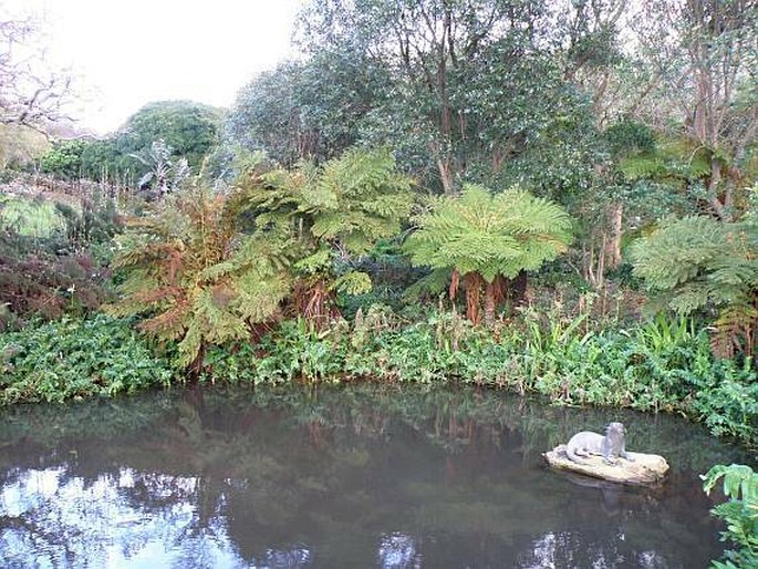 Kirstenbosch