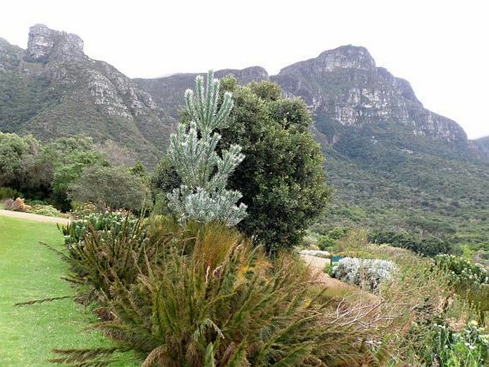 Kirstenbosch