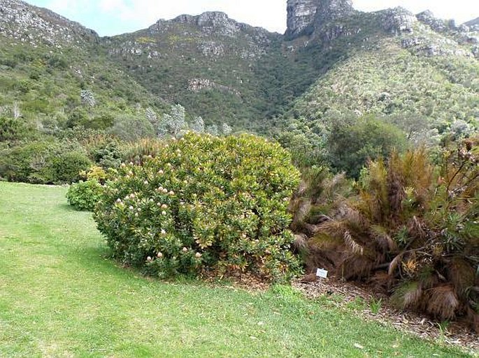 Kirstenbosch