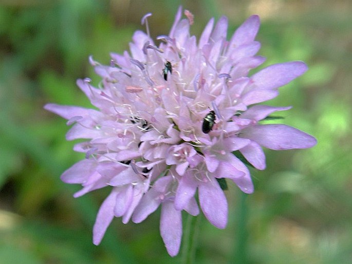 Knautia drymeja