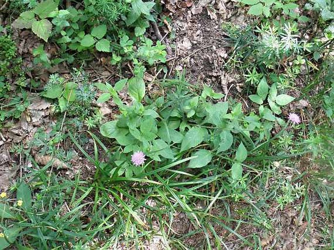 Knautia drymeja