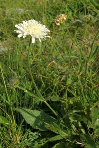 Knautia kitaibelii