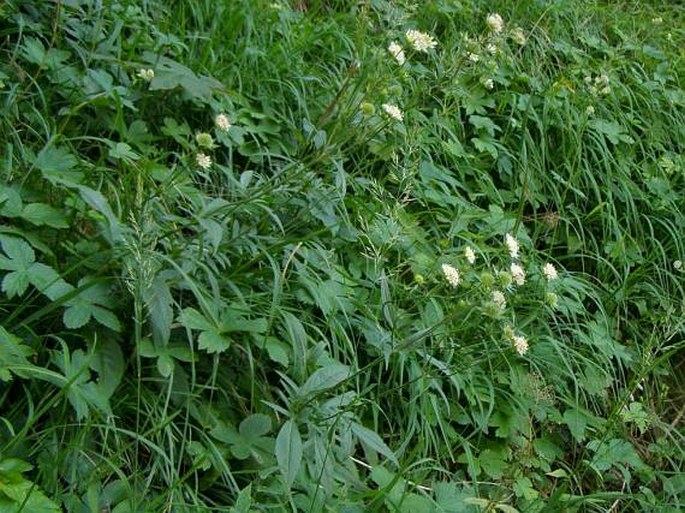 Knautia kitaibelii