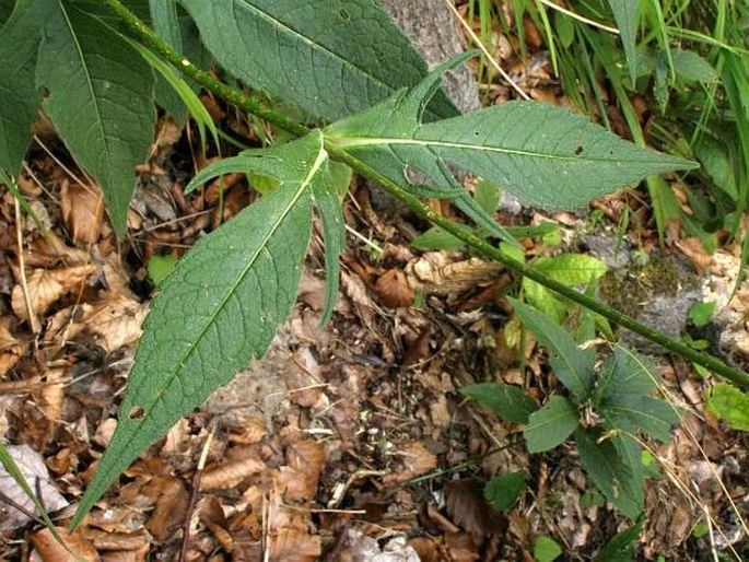 Knautia kitaibelii