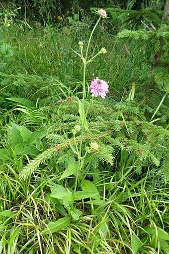 Knautia maxima