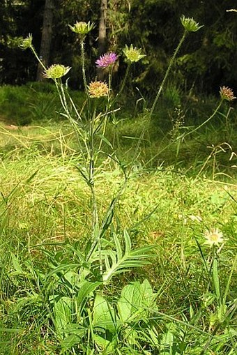 Knautia arvensis subsp. serpentinicola