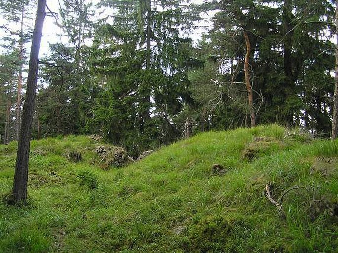 Knautia arvensis subsp. serpentinicola