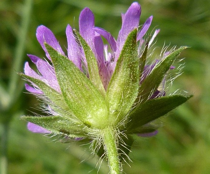 Knautia arvensis subsp. serpentinicola