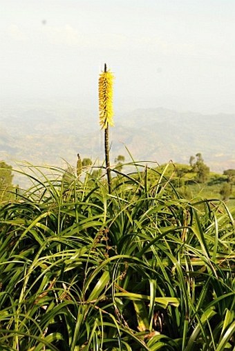 Kniphofia foliosa