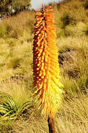 Kniphofia foliosa