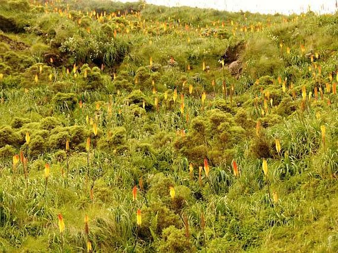 Kniphofia foliosa