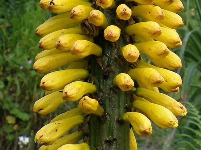 Kniphofia foliosa