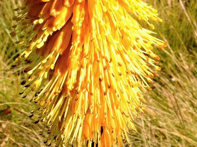 Kniphofia foliosa