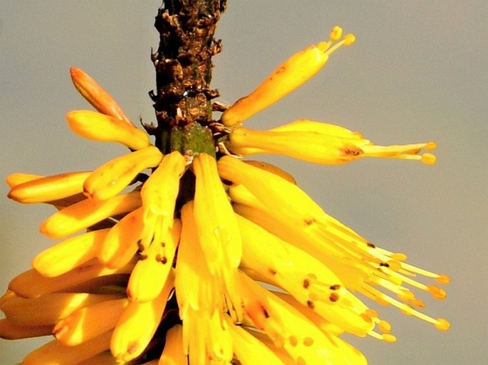 Kniphofia foliosa