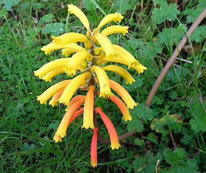 KNIPHOFIA ISOETIFOLIA Hochst.