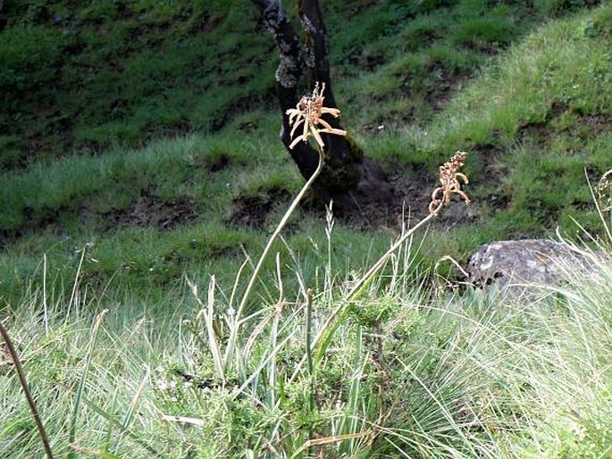 Kniphofia isoetifolia