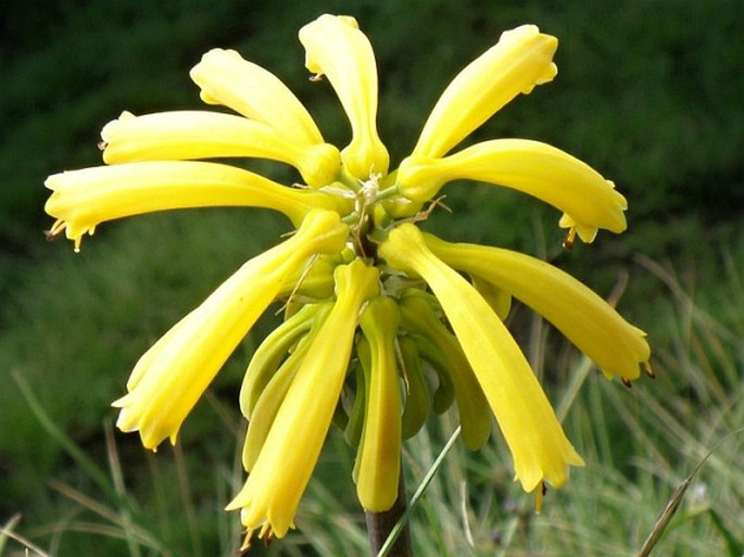 Kniphofia isoetifolia