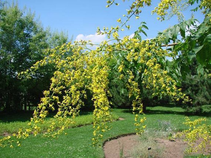 Koelreuteria paniculata