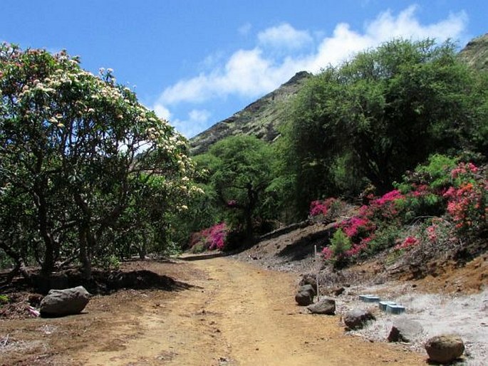 Zahrady světa: USA, Havajské ostrovy, Oahu, Koko Crater Botanical Garden