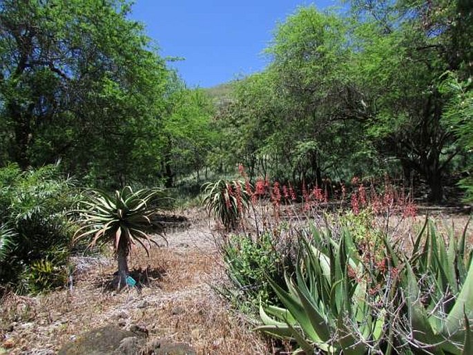 Koko Crater Botanical Garden