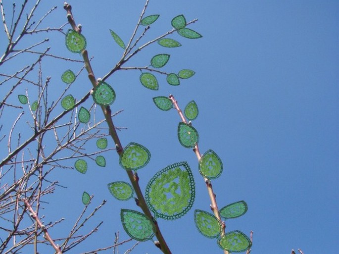 Populus houslensis