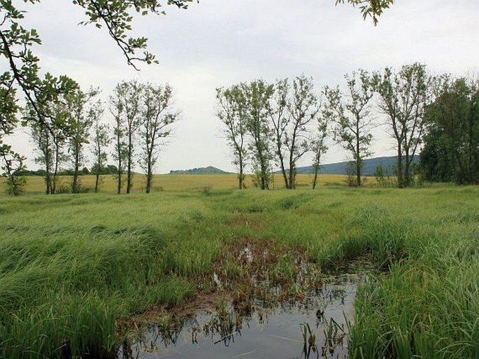 Libochovická tabule, Koštice – přírodní památka