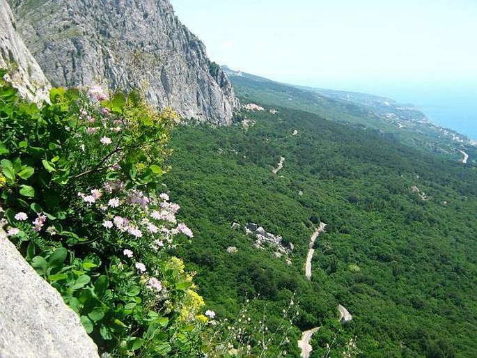Holarctis – Středozemní oblast – Krymsko-novorossijská provincie