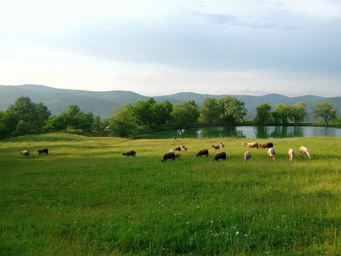 Krymsko-novorossijská provincie