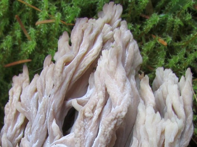 Clavulina cinerea