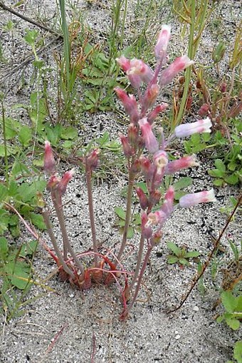 Lachenalia unifolia